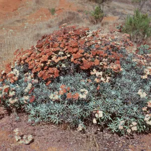 Eriogonum arborescens x giganteum, South ridge, near Islay Canyon, Santa Cruz Island