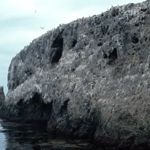 bluffs, East of landing, East Anacapa Island