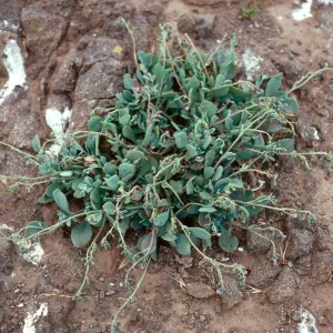 Calandrinia maritima, Middle Anacapa Island