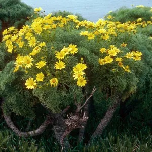 Coreopsis gigantea, East Anacapa Island