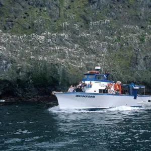 Sunfish at Landing Cove, East Anacapa Island