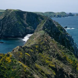 Lasthenia, extreme West end of East Anacapa Island