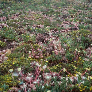 terrace, near campground, East Anacapa Island