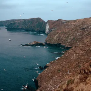 onshore slopes, East of sheep Camp, Middle Anacapa Island