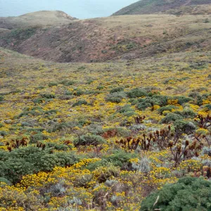 Eriophyllum confertiflorum, onshore slopes, looking East, below Summit Peak, West Anacapa Island 