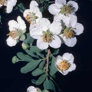 Crossosoma californica, Santa Catalina Island