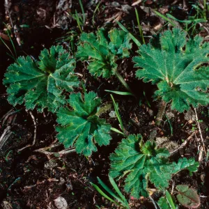 Jepsonia malvifolia, near airport, Ssnta Catalina Island