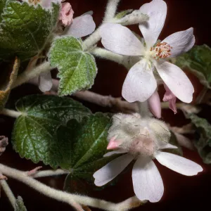 Malacothamnus clementinus