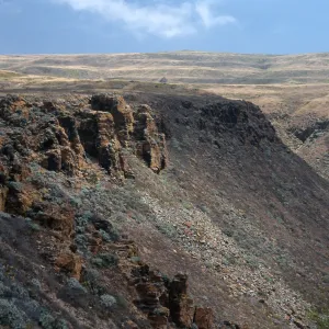Phacelia floribunda Habitat, Seal Cove, San Clemente Island