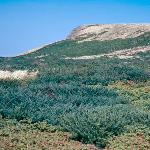 Suaeda, North Peak in background, Santa Barbara Island