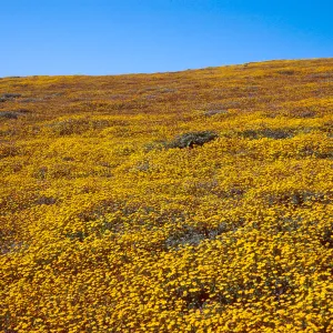 Lasthenia, Cliff Canyon, Santa Barbara Island