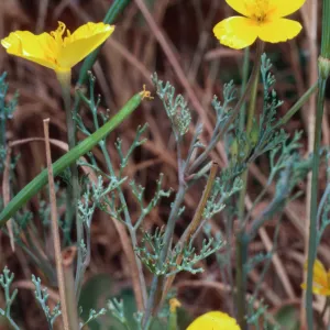 Eschscholzia ramosa, Graveyard Canyon, Santa Barbara Island