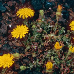Malacothrix foliosa philbrickii, Northeast side, Santa Barbara Island