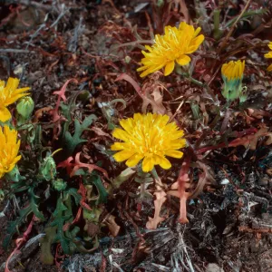 Malacothrix foliosa philbrickii, Landing Cove, Santa Barbara Island
