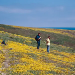 Lasthenia, South of Cliff canyon - looking South, Santa Barbara Island