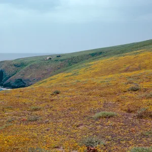 Lasthenia, N-E Terrace, Santa Barbara Island