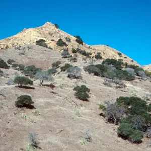 sheep damage, Ram Canyon, North fork of Cañada Larga, Santa Cruz Island