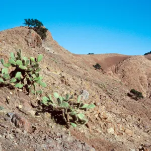 sheep damage, between Picacho Diablo & Lagunitas Secas, Santa Cruz Island
