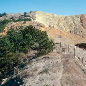 sheep damage, upper Laguna Canyon, Sauces Road, Santa Cruz Island