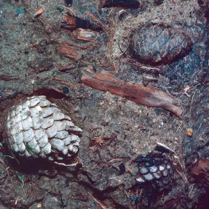 fossil pine cones, Cañada de Los Sauces, Santa Cruz Island