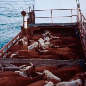 Cattle on boat to mainland, Santa Cruz Island