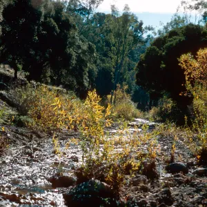 Cañada Del Puerto, Santa Cruz Island
