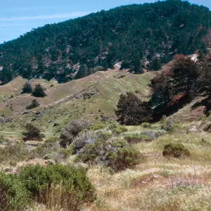 pines, upper Sauces Canyon, Santa Cruz Island
