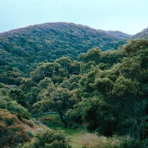 Oak Woodland, Cañada de La Portezuela, Santa Cruz Island