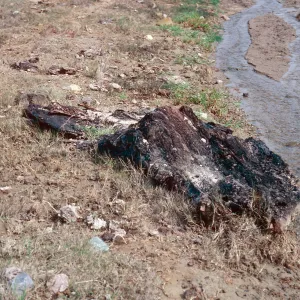 fossil log, Cañada de Los Sauces, Santa Cruz Island