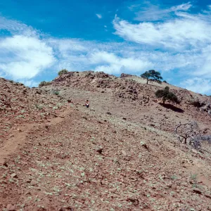sheep damage, Eremocarpus, looking West along ridgetop, West of Peak 1848, Santa Cruz Island