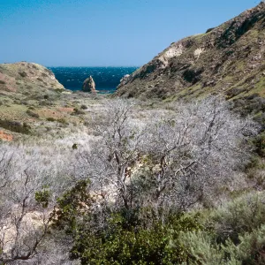 Willows Canyon, Santa Cruz Island