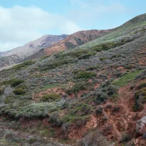 Coastal Sage Scrub, S-facing slopes, Cañada Christy, Santa Cruz Island