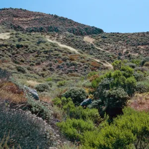 Coastal Sage Scrub, hills West of road to Lagunitas Secas, Santa Cruz Island