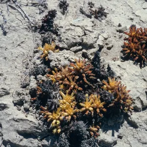 Orobanche parishii brachyloba, by Near Point, Santa Cruz Island