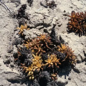 Orobanche parishii brachyloba, by Near Point, Santa Cruz Island