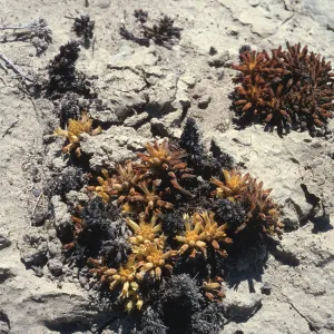 Orobanche parishii brachyloba, by Near Point, Santa Cruz Island