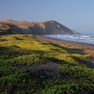 Abronia maritima, Christy Beach, Santa Cruz Island