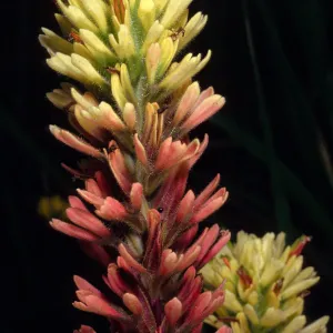 Castilleja affinis insularis, Christy Airfield, Santa Cruz Island