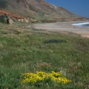 Oxalis pes-capre, SC-3575, Pozo Beach, Santa Cruz Island