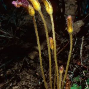 Orobanche uniflora, Santa Cruz Island