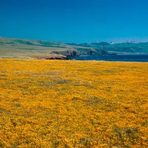 Lasthenia, Fraser Point, Santa Cruz Island