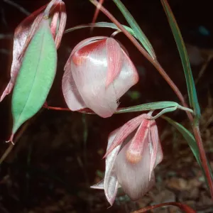 Calochortus albus, upper Islay Canyon, Santa Cruz Island
