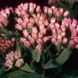 Pluchea odorata, lower Laguna Canyon, Santa Cruz Island
