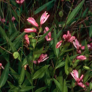 Polygala californica, Christy Pines, Santa Cruz Island