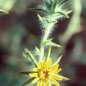Hemizonia fitchii, South Ridge Road, by El Tigre, Santa Cruz Island