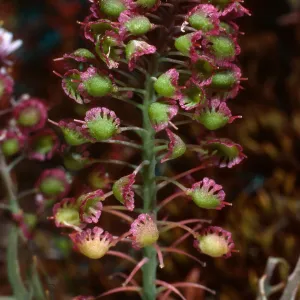 Thysanocarpus conchuliferus, Santa Cruz Island
