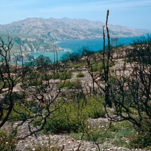 China Pines, after fire of December, 1994. Santa Cruz Island