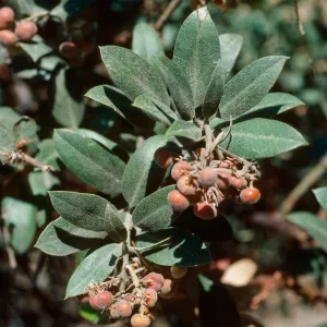 Arctostaphylos tomentosa insulicola, Pelican Bay, Santa Cruz Island