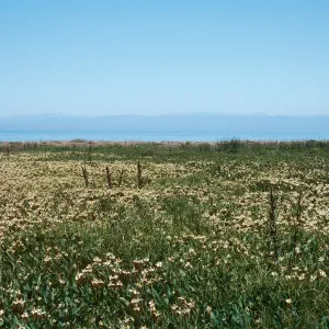 Anemopsis, Prisoners Harbor, Santa Cruz Island