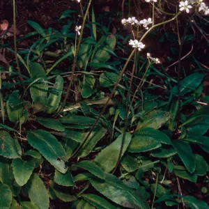 Saxifraga californica, Heuchera Canyon, behind Stanton Ranch, Santa Cruz Island